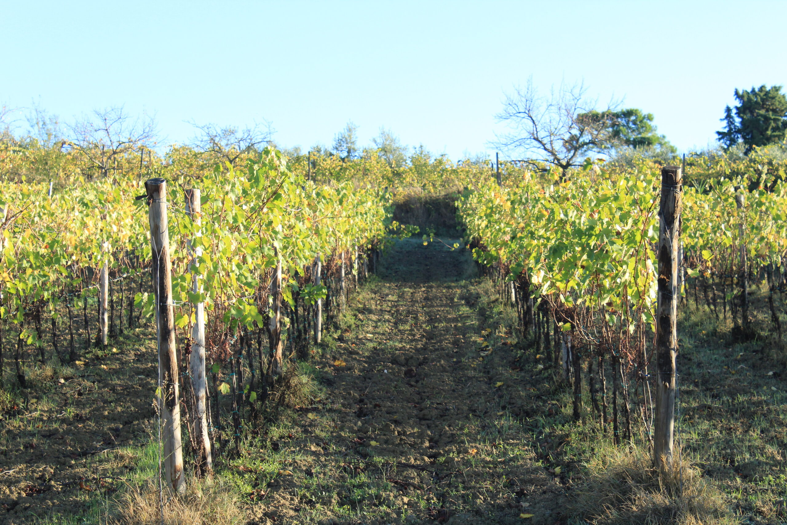 IL CIGLIERE DEL RUSTICO AZIENDA AGRICOLA (12)