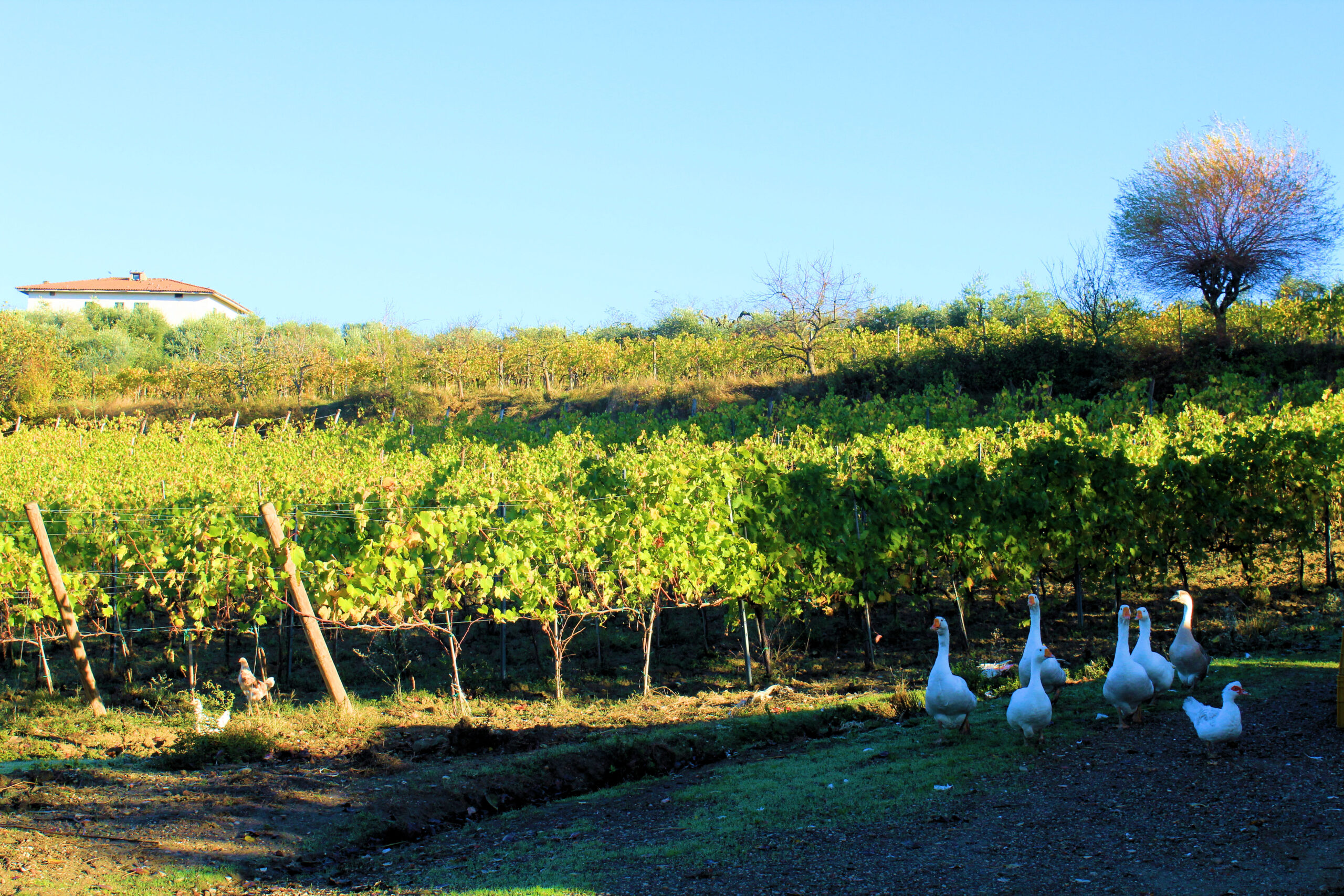 IL CIGLIERE DEL RUSTICO AZIENDA AGRICOLA (13)