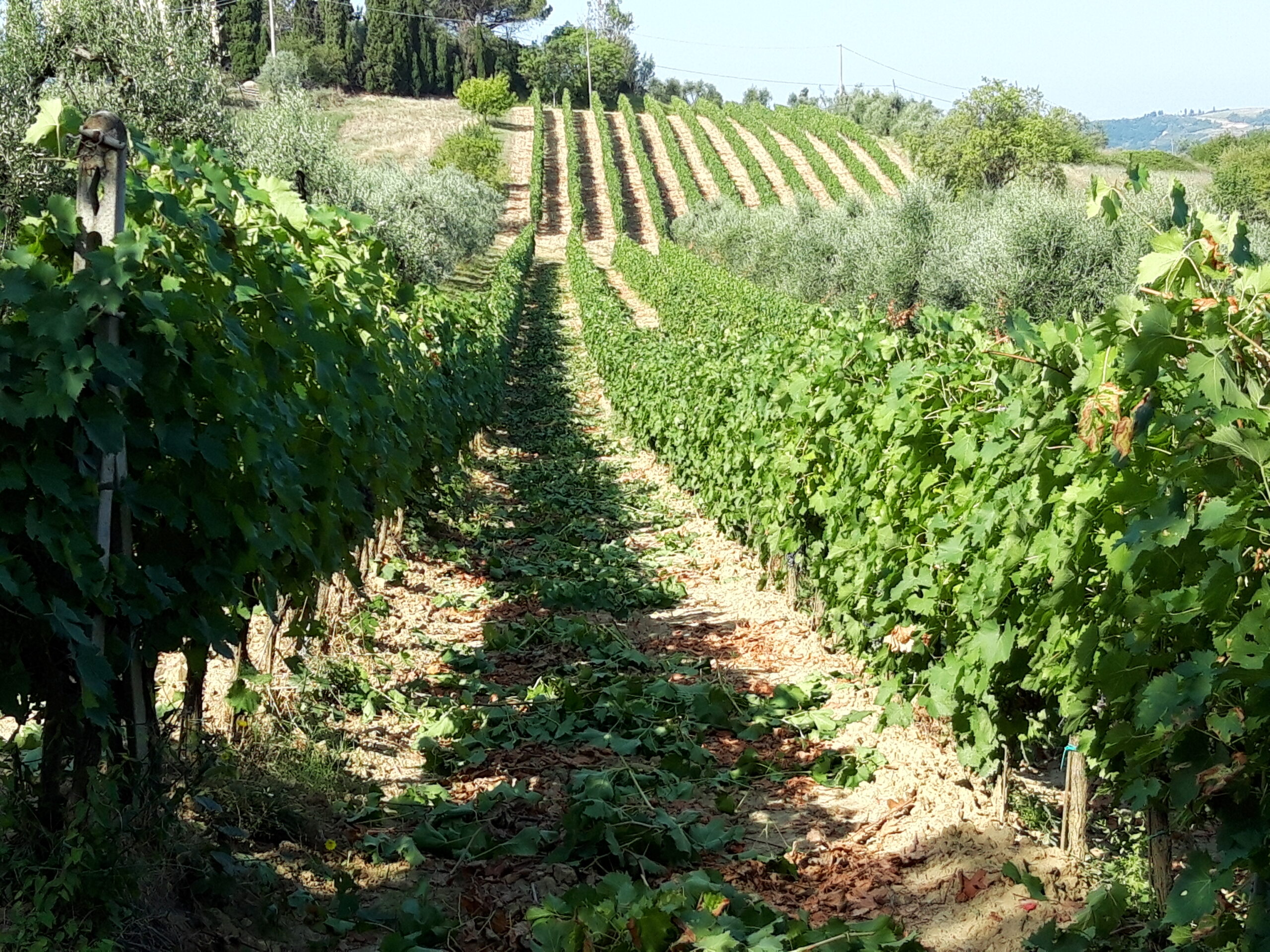 IL CIGLIERE DEL RUSTICO AZIENDA AGRICOLA (9)